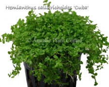 Hemianthus callitrichoides Cuba